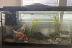 2 goud visjes, aquarium en toebehoren, Dieren en Toebehoren, Vissen | Aquaria en Toebehoren, Ophalen, Gevuld zoetwateraquarium