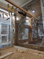 Oranjekop binsen, Dieren en Toebehoren, Vogels | Overige Vogels, Meerdere dieren