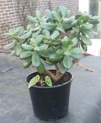 Jade plant / Crassula ovata - 20 cm hoog, Overige soorten, Volle zon, Vaste plant, Ophalen of Verzenden