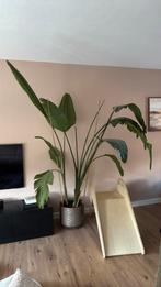 Strelizia Nicolai plant met pot, Huis en Inrichting, Ophalen, Overige soorten, 200 cm of meer