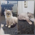 Ragdoll kittens met stamboom, Meerdere dieren, Gechipt, 0 tot 2 jaar