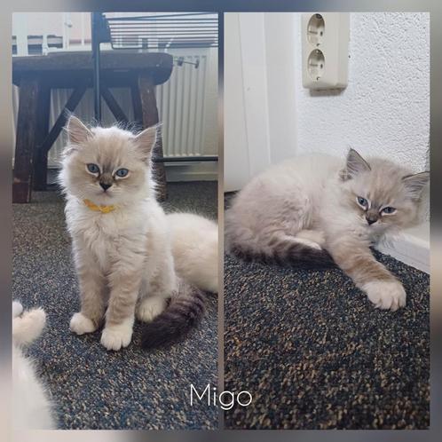 Ragdoll kittens met stamboom, Dieren en Toebehoren, Katten en Kittens | Raskatten | Langhaar, Meerdere dieren, 0 tot 2 jaar, Met stamboom