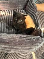 Kruising mix kitten, Poes
