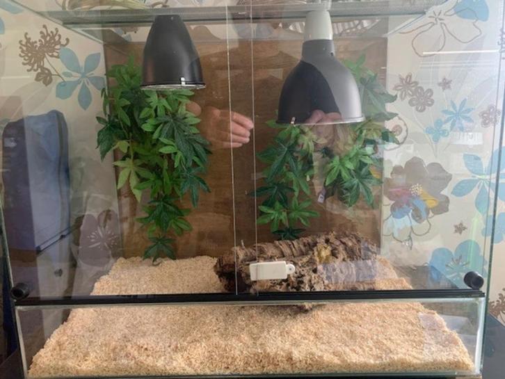 Aangeboden terrarium met thermostaat en div., Dieren en Toebehoren, Reptielen en Amfibieën | Toebehoren, Gebruikt, Terrarium of Paludarium