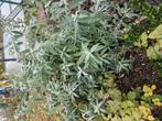 Vlinderstruik wit, Ophalen, Vlinderstruik, Minder dan 100 cm