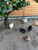 2 voedsters voor buitenverblijf, Dieren en Toebehoren, Meerdere dieren, Dwerg