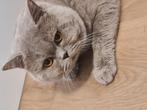 Brits korthaar, Kater
