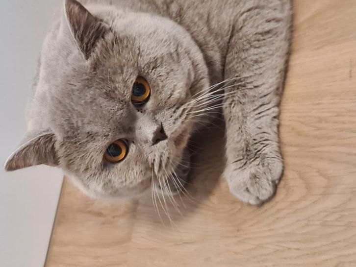 Brits korthaar, Dieren en Toebehoren, Katten en Kittens | Raskatten | Korthaar, Kater