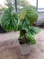 Begonia silletensis, Overige soorten, In pot, Minder dan 100 cm, Groene kamerplant