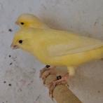 Diverse gele kanaries, Meerdere dieren, Kleurkanarie