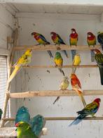 Koppel geelmantel rossela,s, Dieren en Toebehoren, Vogels | Parkieten en Papegaaien, Meerdere dieren, Parkiet, Geringd