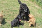 Cockapoo x Cocker Spaniel pups, Dieren en Toebehoren, Honden | Retrievers, Spaniëls en Waterhonden, Nederland, CDV (hondenziekte)