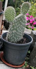 Cactus Opuntia, Schijfcactus stekken; per stuk, Huis en Inrichting, Kamerplanten, Ophalen, Cactus, Volle zon, Minder dan 100 cm