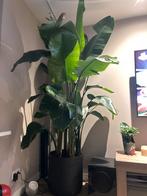 Strelitzia Nicolai - 220cm, Huis en Inrichting, Kamerplanten, Ophalen, 200 cm of meer, Overige soorten, Halfschaduw