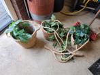 2 hangmanden en pot + sierplanten Ikea, Ophalen of Verzenden, Overige soorten, Volle zon