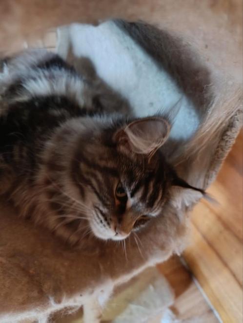 Maine coon poes met stamboom, Dieren en Toebehoren, Katten en Kittens | Raskatten | Langhaar, Poes, Met stamboom