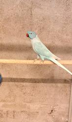 Halsbandparkieten koppel, Dieren en Toebehoren, Vogels | Parkieten en Papegaaien, Meerdere dieren, Parkiet