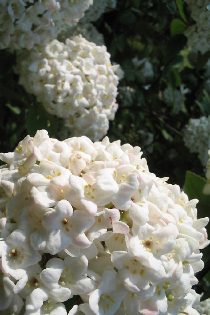 Viburnum carlcephalum Sneeuwbal winterse naam bloei voorjaar, Tuin en Terras, Planten | Tuinplanten, Vaste plant, Overige soorten