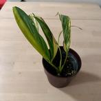 Epipremnim amplissimum aureum variegata, Huis en Inrichting, Kamerplanten, Overige soorten, In pot, Minder dan 100 cm, Groene kamerplant