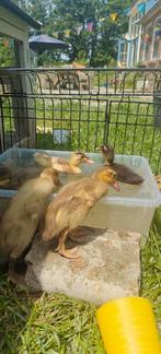 3 loopeenden kuikens, Dieren en Toebehoren, Pluimvee, Meerdere dieren, Eend