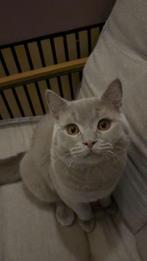 Britsekorthaar dekkater lilac NU €180 oktober, Dieren en Toebehoren, Katten en Kittens | Dekkaters, 0 tot 2 jaar
