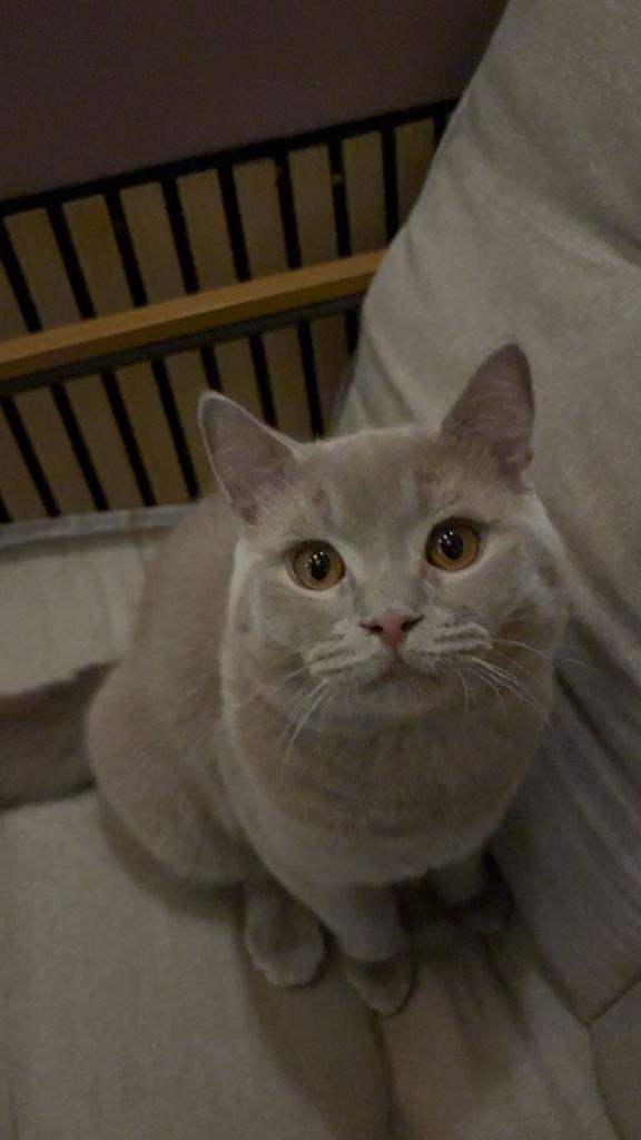 Britsekorthaar dekkater lilac NU €180 oktober, Dieren en Toebehoren, Katten en Kittens | Dekkaters, 0 tot 2 jaar