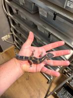 1.0 pure black night luipaardgekko, Hagedis