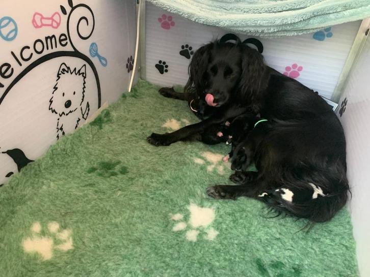 Te huur Werpkist hond maat S/M en puppyren, Dieren en Toebehoren, Honden-accessoires, Zo goed als nieuw, Ophalen