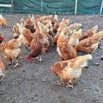 Biologische vrije uitloop Legkippen 12 maanden jong, Dieren en Toebehoren, Pluimvee, Vrouwelijk, Kip