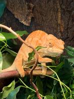 Panter kameleon 1 jaar vrouwtje, Dieren en Toebehoren, Slang