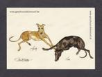 Greyhound Hazewindhonden Speedy, Natuur, Ophalen, 1980 tot heden