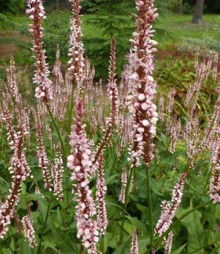 Persicaria amplexicaulis Rosea, Adderwortel zalmroze, Tuin en Terras, Planten | Tuinplanten, Vaste plant, Bodembedekkers, Zomer