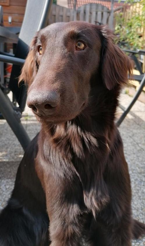 Dekreu flatcoated, Dieren en Toebehoren, Honden | Dekreuen, Reu, Particulier, Eén hond, Nederland, 6 jaar of ouder