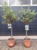 Olea Europaea - Olijfboompjes (2 voor € 30,-), Tuin en Terras, Planten | Bomen, Lente, 100 tot 250 cm, Olijfboom, Ophalen