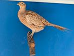 Fazant vrouwtje opgezet, Verzamelen, Dierenverzamelingen, Ophalen, Vogel, Opgezet dier