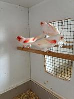 Rood mozaïek kanaries, Dieren en Toebehoren, Vogels | Kanaries, Meerdere dieren, Kleurkanarie