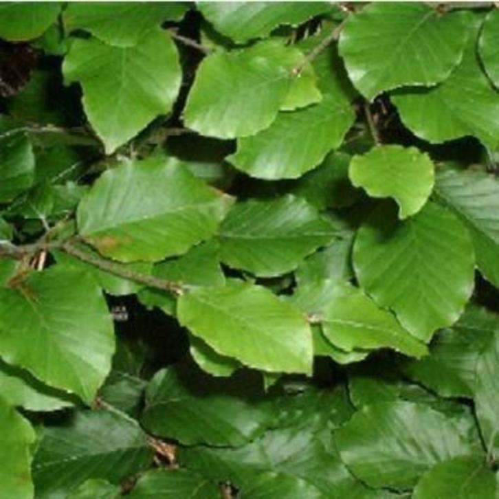 Goedkope groene bladhoudende beukenhagen, beukhaag, haagbeuk, Tuin en Terras, Planten | Struiken en Hagen, Beukenhaag, Ophalen of Verzenden