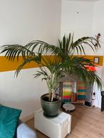 Palm Kamerplant met Pot, Huis en Inrichting, Kamerplanten, Ophalen, Palm, In pot, Minder dan 100 cm
