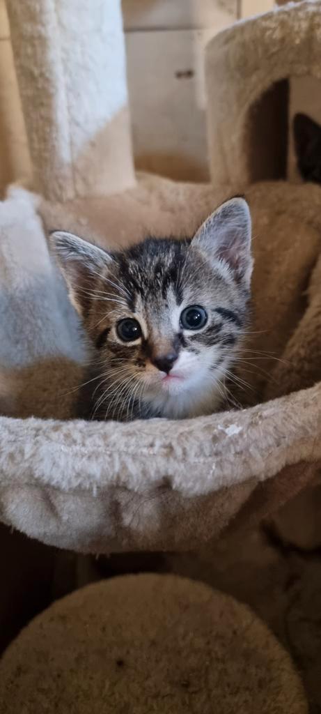 Katertje (cypres) te koop, Dieren en Toebehoren, Katten en Kittens | Overige Katten
