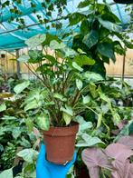 Syngonium Pixie - Kamerplant in 12cm Pot, Overige soorten, In pot, Minder dan 100 cm, Groene kamerplant