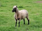 Clun forest ooi, Dieren en Toebehoren, Vrouwelijk, Schaap