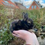 Raszuiver agouti full face engels angora voedstertje, Dieren en Toebehoren, Vrouwelijk, Middelgroot, 0 tot 2 jaar