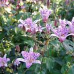 Vaste planten: armeluis orchidee, tricyrtis hirta, p9, Ophalen, Zomer, Overige soorten, Halfschaduw