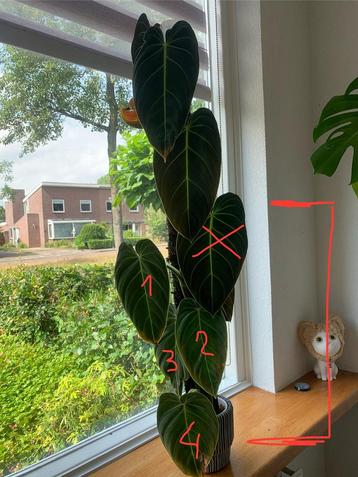 Philodendron melanochrysum stekken beschikbaar voor biedingen