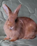 Aprion zoekt een huisje! (ram gecastreerd en gevaccineerd), Dieren en Toebehoren, Mannelijk, Klein, 0 tot 2 jaar