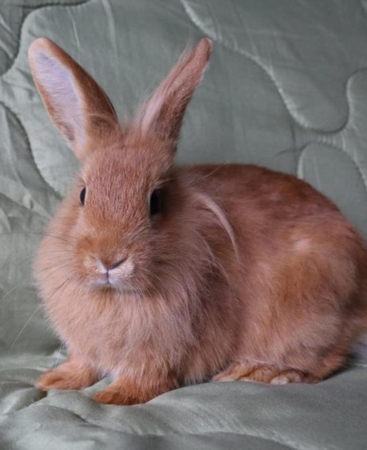 Aprion zoekt een huisje! (ram gecastreerd en gevaccineerd), Dieren en Toebehoren, Konijnen, Klein, Mannelijk, 0 tot 2 jaar