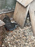 Nattuurbroed chinese dwerg kwartel, Dieren en Toebehoren, Pluimvee, Mannelijk, Overige soorten
