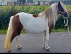 🩷Prachtige rood/bonte Kroonmerrie!!100cm🩷, Dieren en Toebehoren, Pony's, Merrie, Gechipt, A pony (tot 1.17m), 7 tot 10 jaar