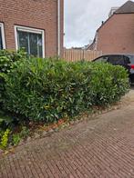 4 laurierkers struiken, Tuin en Terras, Planten | Bomen, Overige soorten, Lente, 100 tot 250 cm, Ophalen