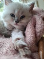 Nog twee ragdollpoesjes beschikbaar, Dieren en Toebehoren, Katten en Kittens | Raskatten | Langhaar, Meerdere dieren, Gechipt
